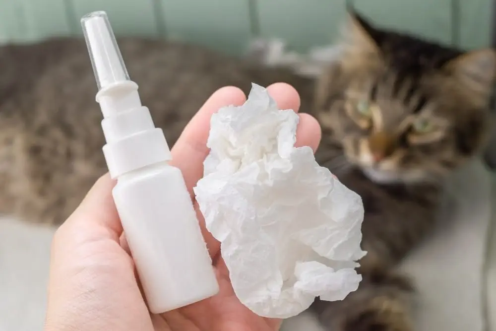 Allergiker Katzen Rassen