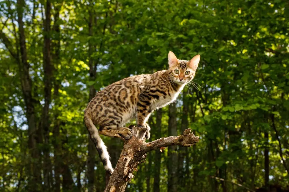 Bengal Katzen für Allergiker