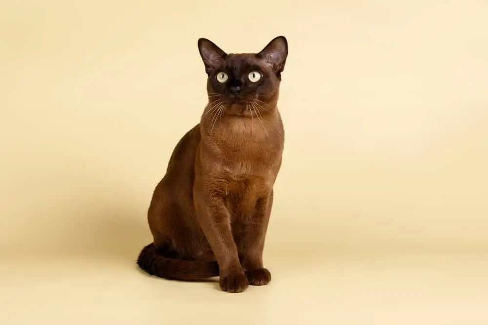 Burma Rasse Allergiker