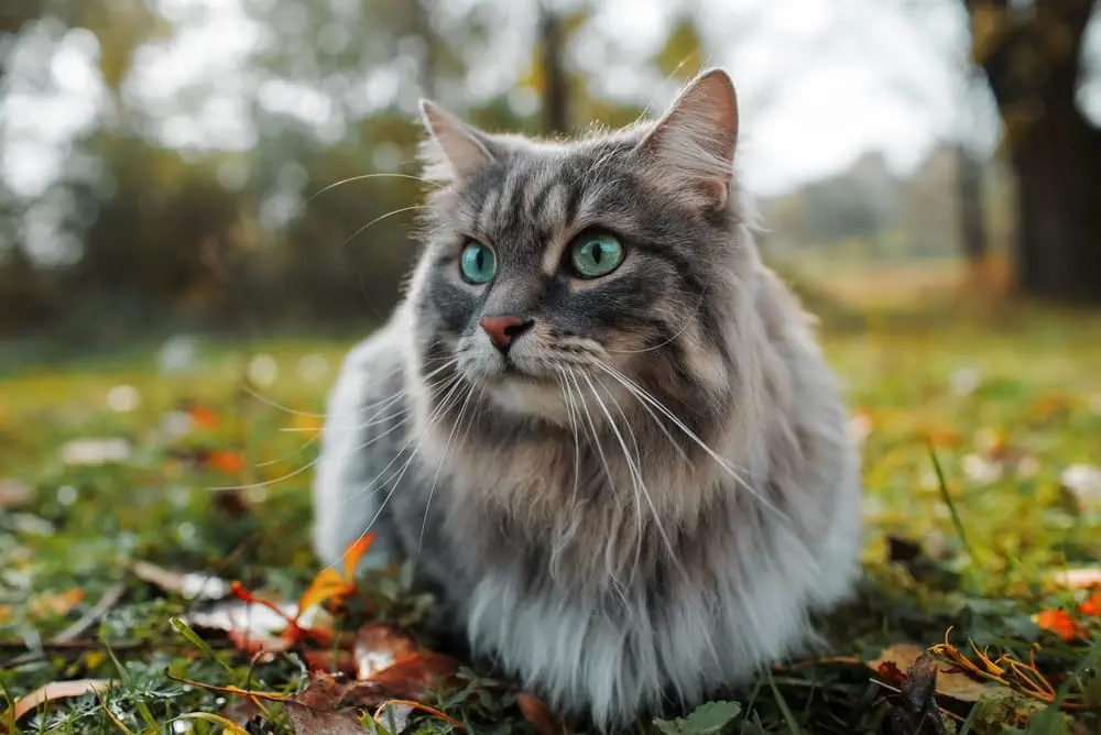 Sibirische Katze Katzenbesitzer