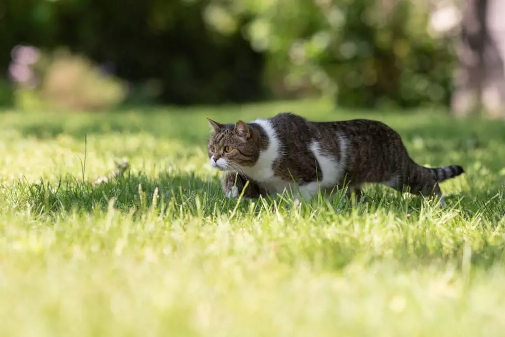 Katzenfutter für British Shorthair