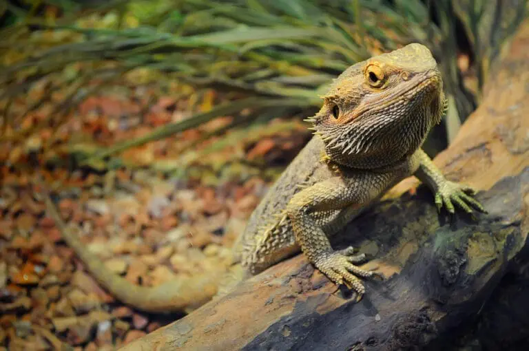Bartagame in einem Terrarium