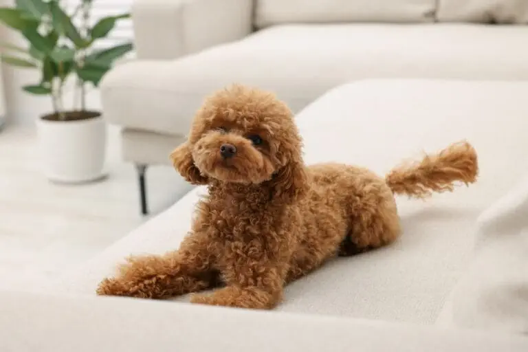 Ein brauner Maltipoo auf einem Sofa