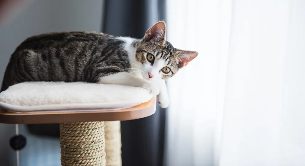 Getigerte Katze liegt entspannt auf Kratzbaum neben dem Fenster