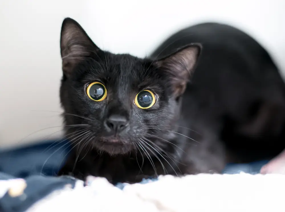 Schwarze Katze mit geweiteten Augen wirkt gestresst und miaut bei Unruhe