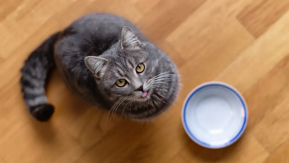 Graue Katze mit leerem Napf miaut nach oben
