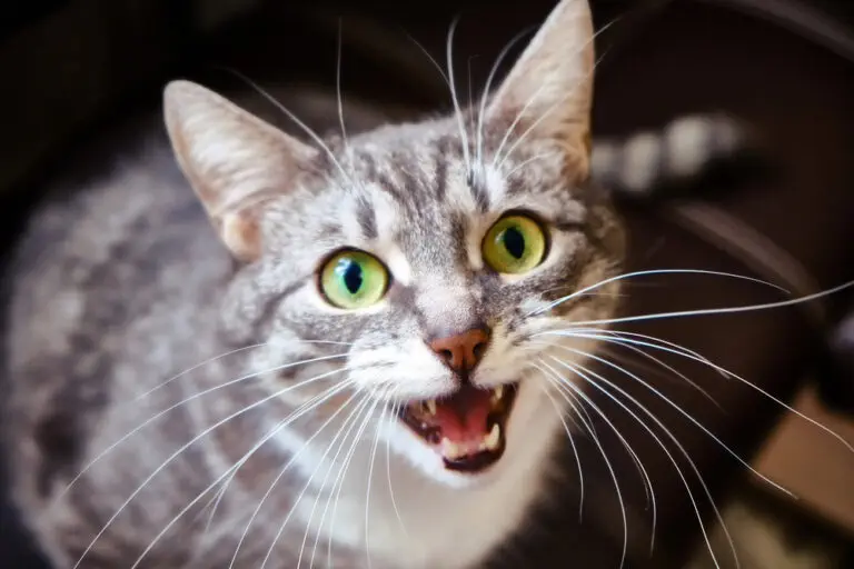 Graue Katze mit grün-gelben Augen miaut laut in die Kamera