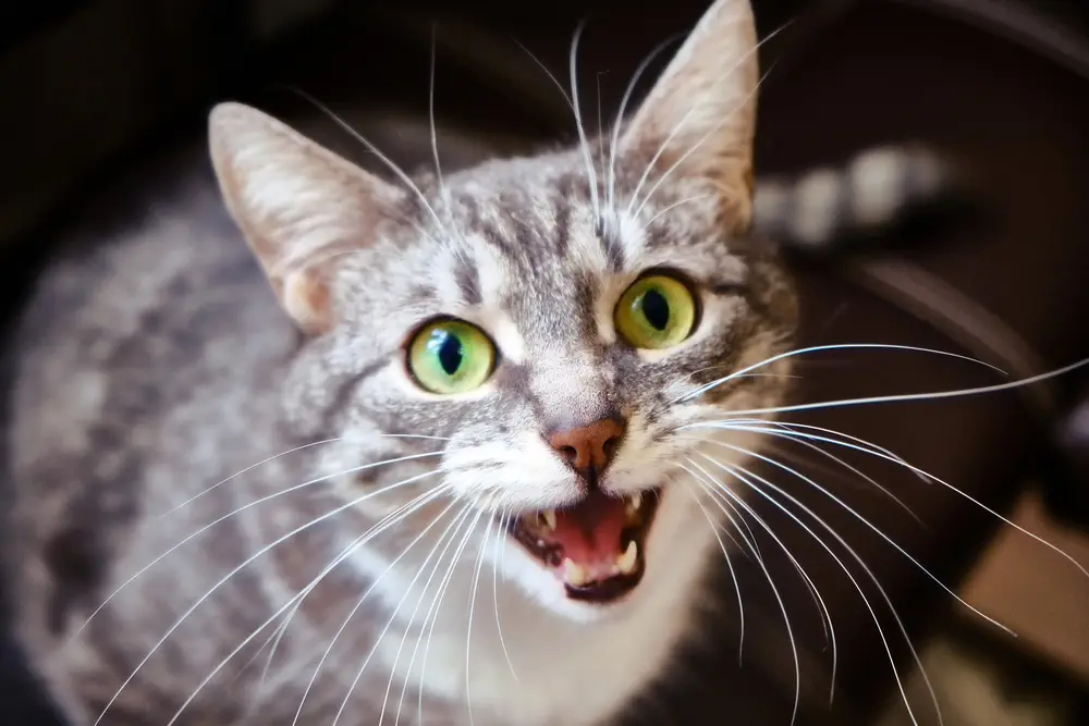 Graue Katze mit grün-gelben Augen miaut laut in die Kamera