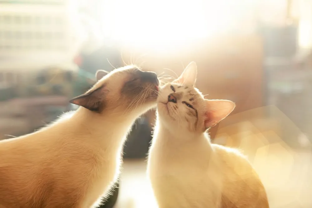 Meine Katze leckt mich ab warum macht sie das? Total Tierisch