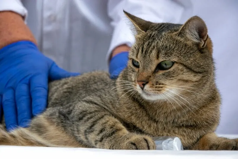 Wie oft gehen Katzen aufs Klo? Total Tierisch