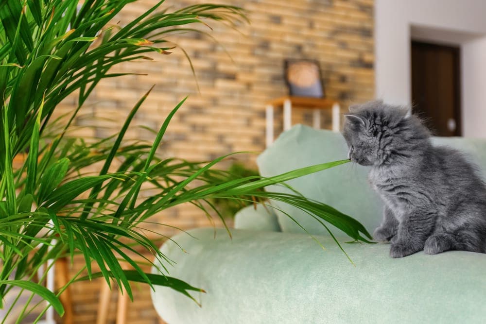 Wie oft gehen Katzen aufs Klo? - Total Tierisch